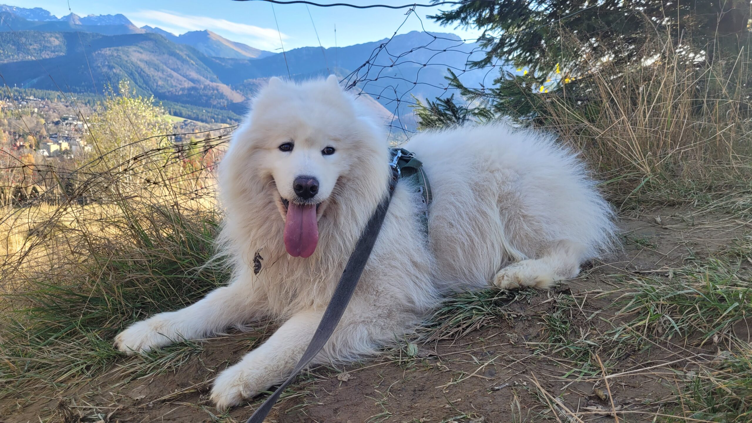 Zakopane, Poland With a Dog