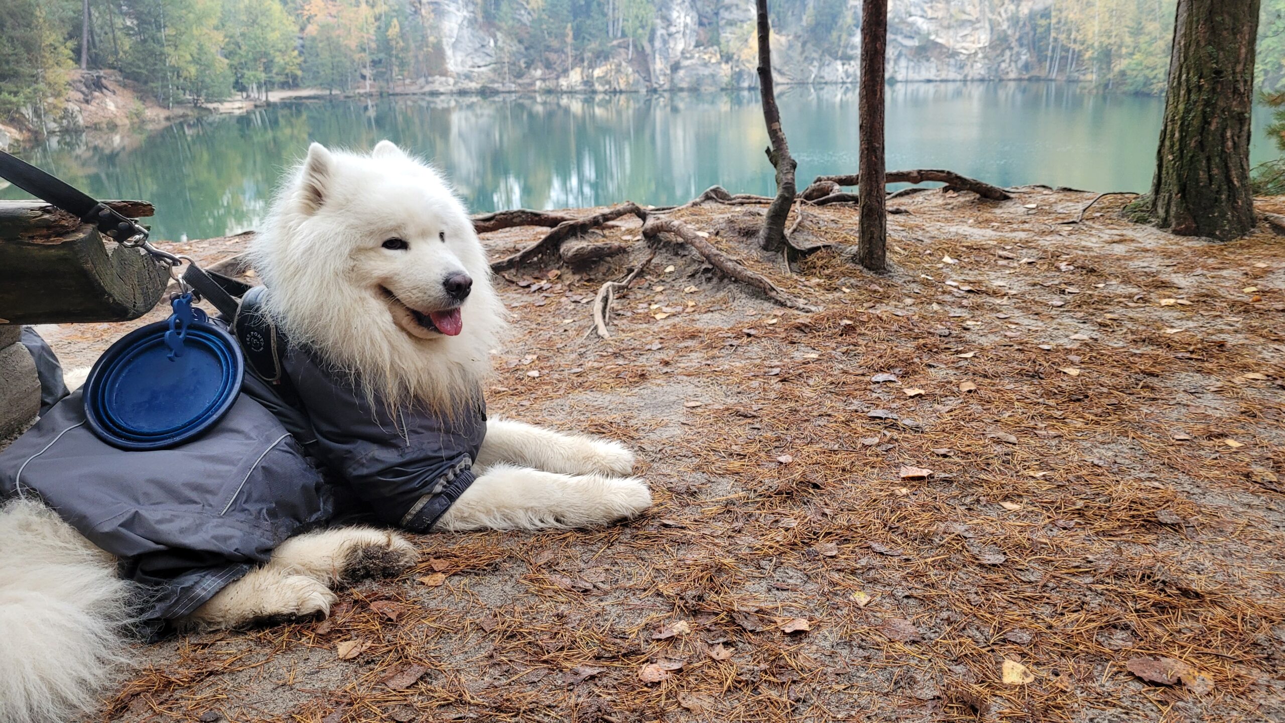 Hiking in Krkonoše with Dog