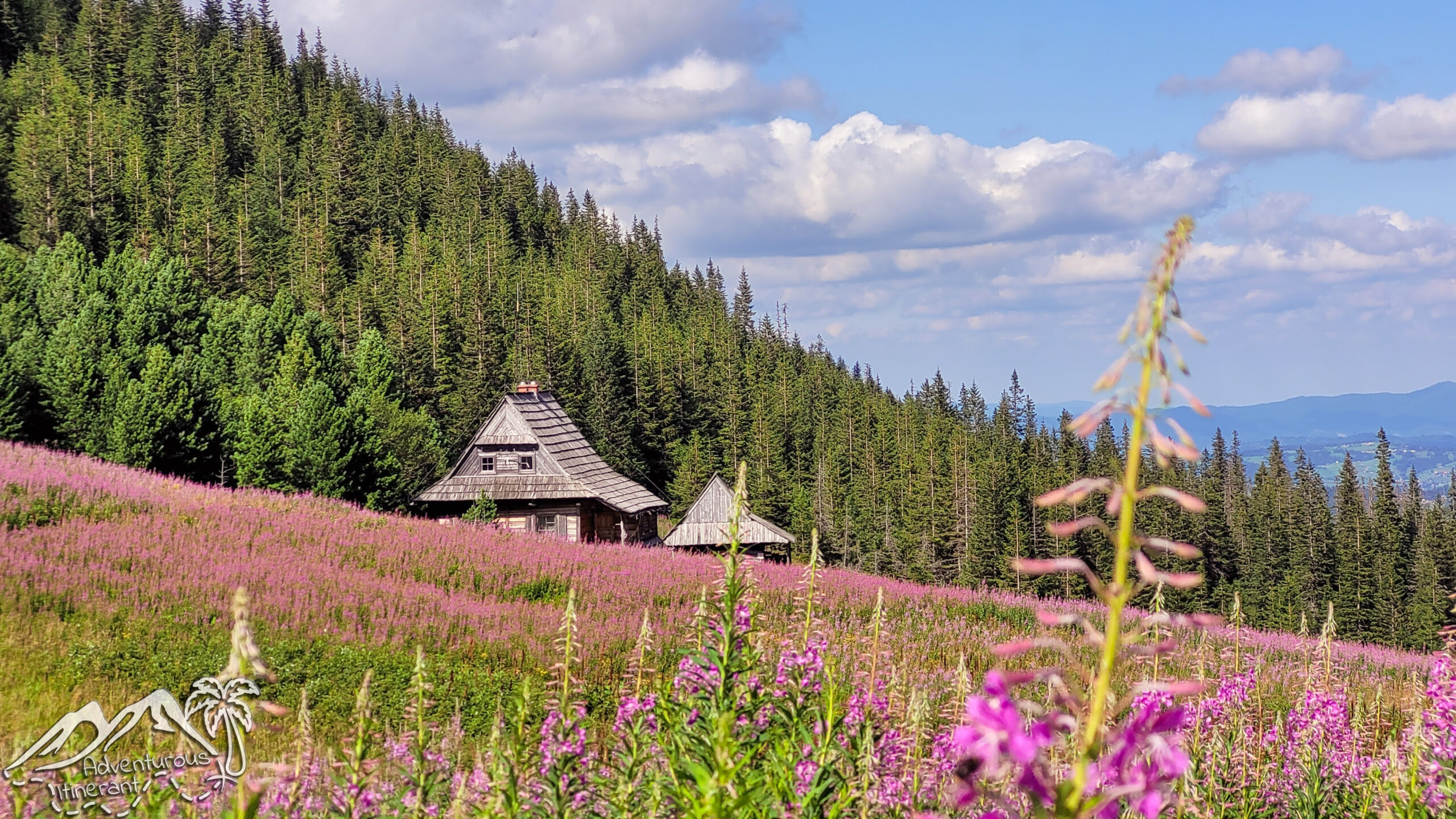 A blooming meadow in Tatry, featuring traditional huts